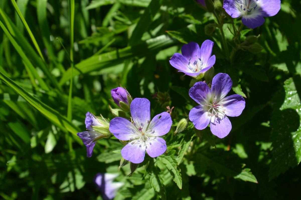 Latschenoelbrennerei und Platzer Alm 06.07.2021